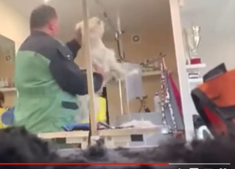Słynny psi fryzjer z Częstochowy znęcał się nad psami? Policja i prokuratura prowadzą postępowanie, przesłuchiwani będą świadkowie