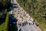 Jesienny redyk w gminie Niedźwiedź zakończył sezon pasterski w Beskidzie Wyspowym i Gorcach