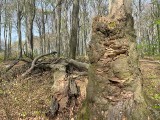 Wiosna w rezerwacie Segiet - magiczny las na granicy Tarnowskich Gór i Bytomia. Świetne miejsce na spacer i rower. Można zabrać psa