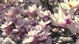 Magnolia w ogrodzie. W Ogrodzie Botanicznym w Powsinie rośnie wiele gatunków magnolii
