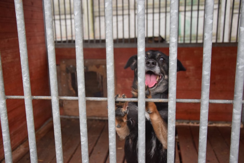 Psy do adopcji ze schroniska w Chorzowie