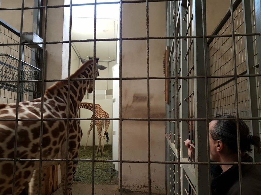 Dwie żyrafy z opolskiego zoo zostały wysłane do ogrodu w Boissière du Doré we Francji