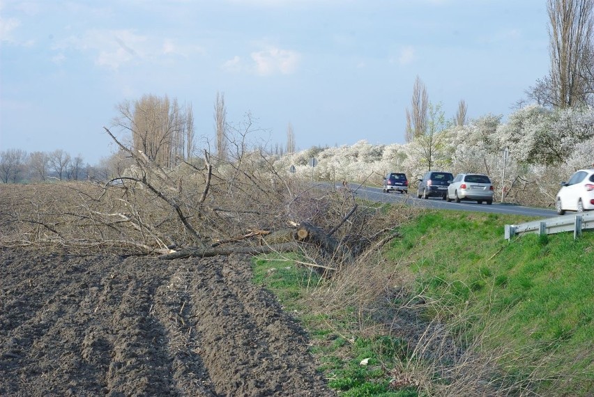Tysiące przydrożnych drzew na całym Dolnym Śląsku poszło pod topór