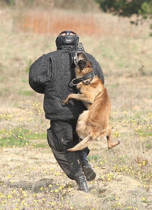 Owczarek belgijski Malinois w slupskiej policji. Ma na imie...