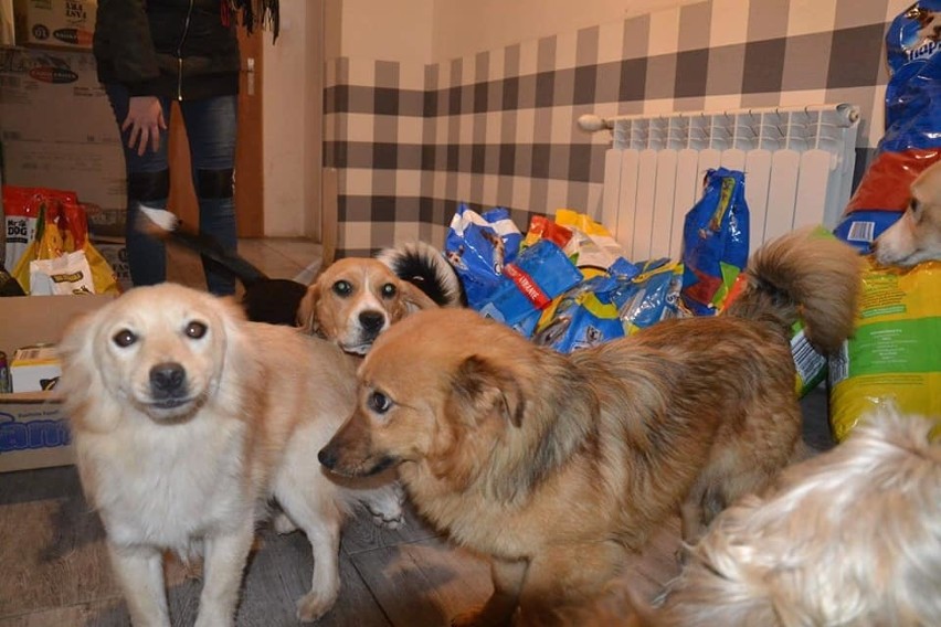 Zbiórka karmy dla bezdomnych psów i kotów w pińczowskiej Głodzilli  zakończona. Dary trafiły do domu w miejscowości Włochy [ZDJĘCIA]