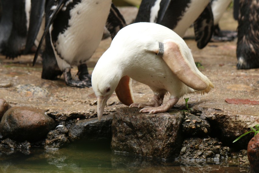 Zwierzęta zagrożone wyginięciem
Pingwin albinos - kokosanka