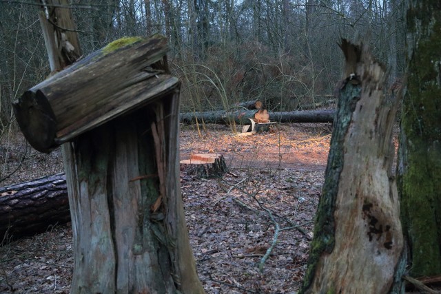 Od 1 kwietnia br. obowiązuje okresowy zakaz wstępu do lasu w części Nadleśnictwa Białowieża (to jedno z trzech nadleśnictw, które wraz z parkiem narodowym zarządzają Puszczą Białowieską).