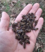 Pod Skarbimierzem zamarzło kilkadziesiąt tysięcy pszczół! Miały leczyć ludzi. W mroźną noc ktoś otworzył ule