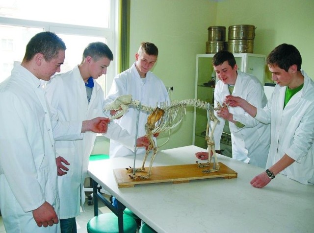 Większość gimnazjalistów wybiera placówki, w których istnieją klasy profilowane. Na zdjęciu uczniowie Zespołu Szkół Weterynaryjnych i Ogólnokształcących w Łomży podczas zajęć z anatomii.