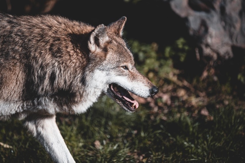 W lubuskich lasach mieszka kilkaset wilków.