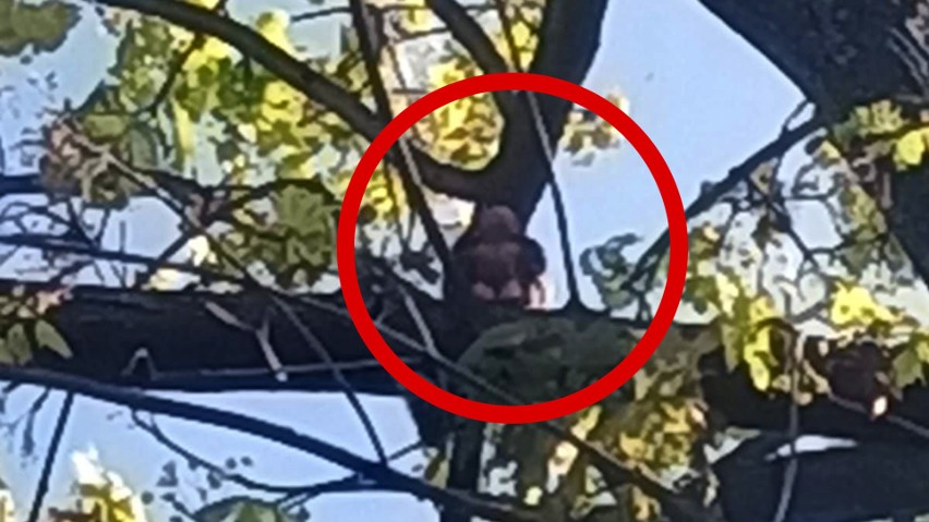 Strażacy ze Strzelec Opolskich ściągali małpę z drzewa, która uciekła właścicielce i nie chciała wrócić