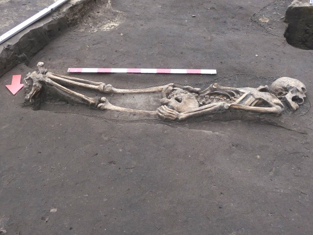 Jeden z nietypowych pochówków odkrytych na Śródce - mężczyzna został złożony do grobu na brzuchu