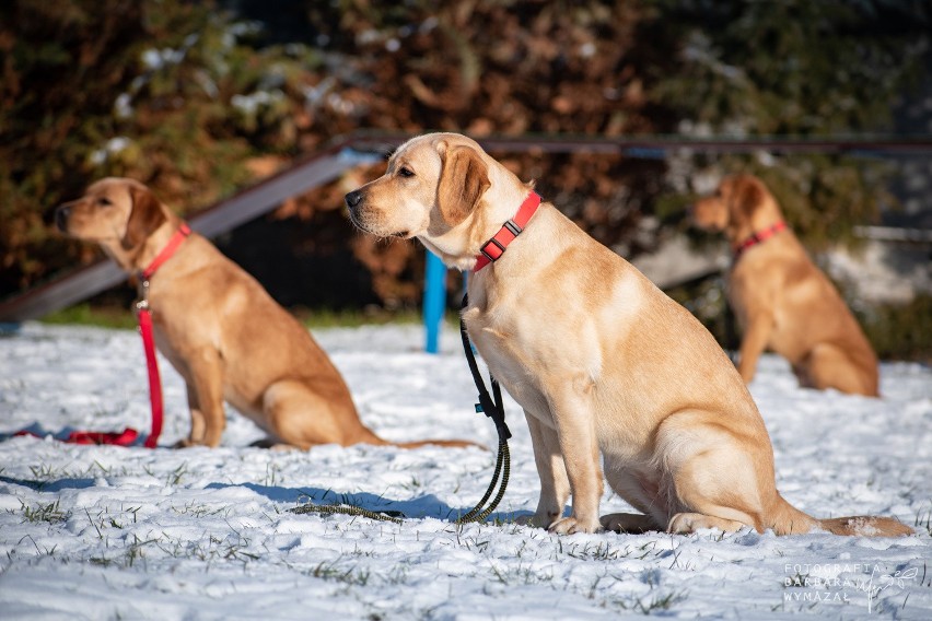 Fundacja Labrador Pies Przewodnik od 2005 roku wyszkoliła 61...