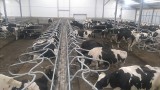 Krowy śpią na... materacach wodnych. A to nie wszystko! Zobacz jak wygląda nowoczesna obora w miejscowości Koce Schaby