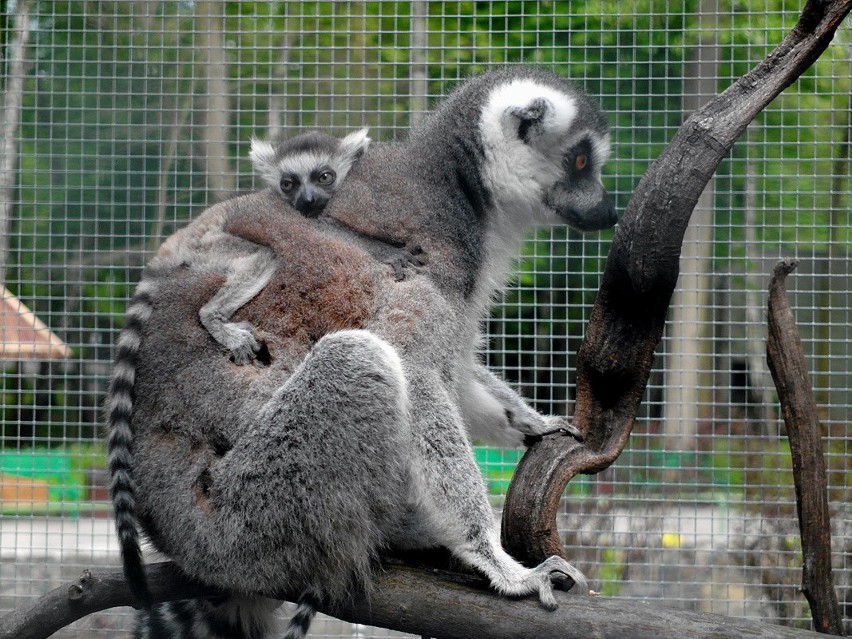 Zoo w Łodzi: król Julian ma potomków! Zobacz zdjęcia małych lemurów [ZDJĘCIA]