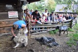 Pokaz strzyżenia owiec w chorzowskim skansenie. Impreza plenerowa "Zbóje i zbójnictwo" ZDJĘCIA