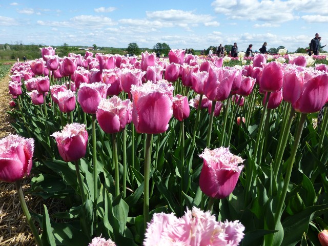 Polskie tulipany są piękne, ale naszym producentom kwiatów coraz trudniej jest konkurować w związku z tanim importem nawet z odległych części świata.