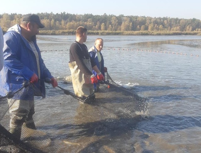 Odłowy w gospodarstwie rybackim w Rytwianach.