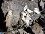 Tona śniętych ryb w Jeziorze Nyskim! Będzie zakaz kąpieli?