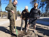 Młody dąb „Bartek” rośnie przed Willą Prota w Pionkach 