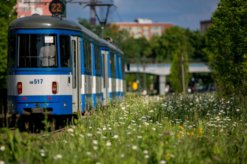 Kwietna łąka przy al. Pokoju rozkwitła wszystkimi kolorami tęczy