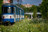 Kwietna łąka przy al. Pokoju rozkwitła wszystkimi kolorami tęczy