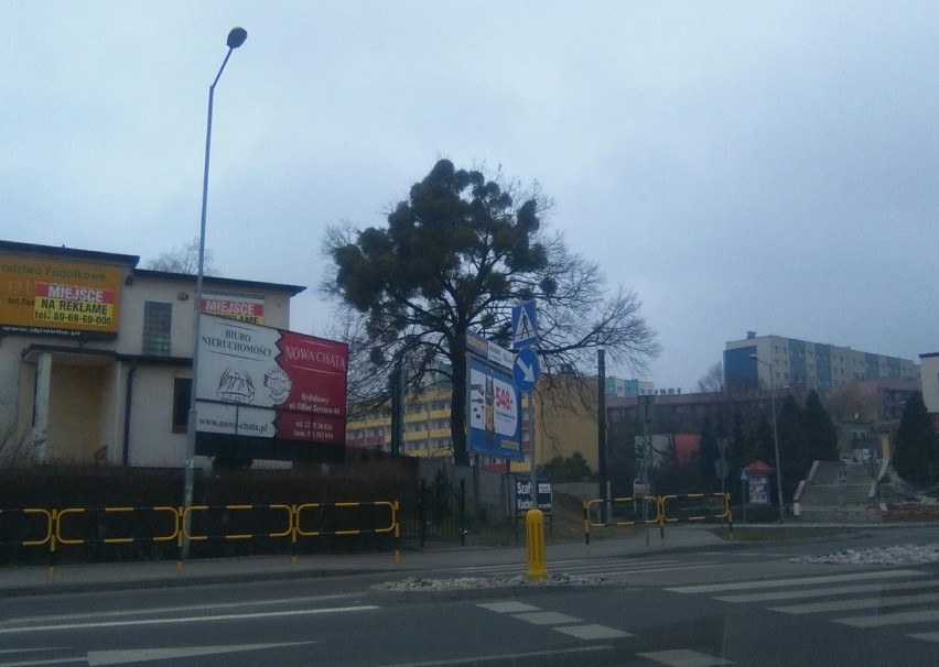 Drzewa w Wodzisławiu Śl. atakuje jemioła - żali się...