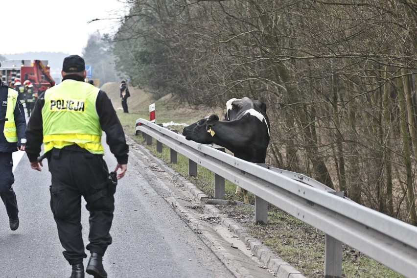 Wypadek ciężarówki ze zwierzętami na drodze S3 pod Zieloną...