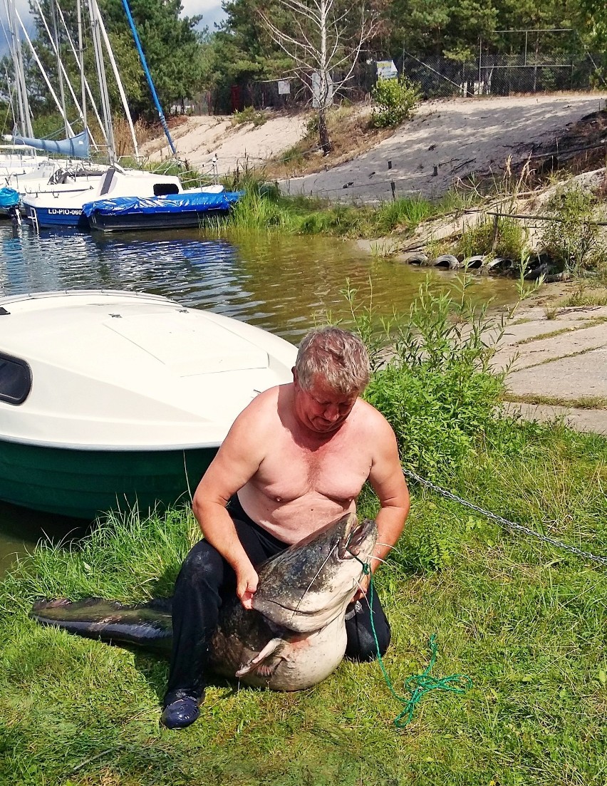 Gigantyczna ryba w Zalewie Sulejowskim. Wędkarz złowił suma, który ważył 72 kilogramy! [ZDJĘCIA]