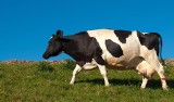 Ranna w wypadku drogowym krowa z Karzcina chroniona przez... RODO