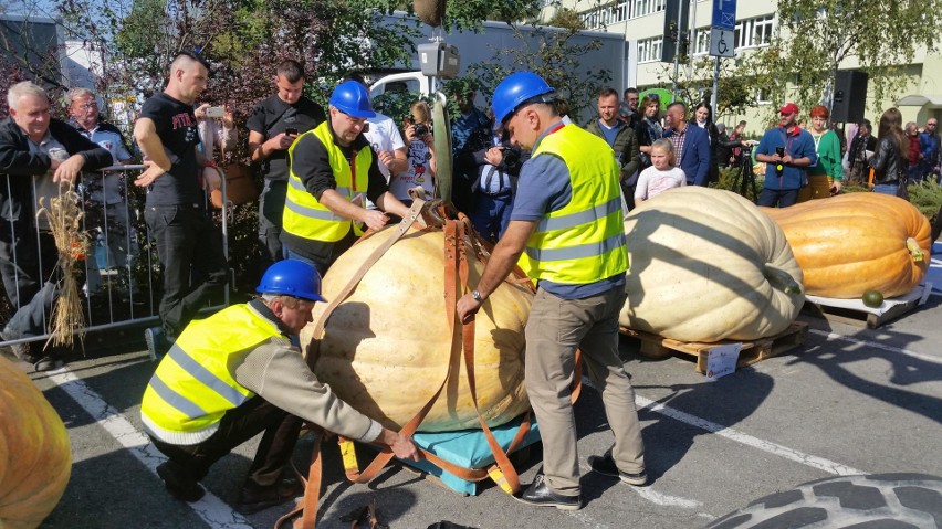 To największa dynia w Polsce! W Krapkowicach padł rekord