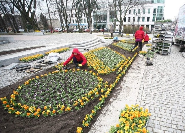 Pracownicy firmy ogrodniczej już sadzą wiosenne kwiaty na radomskich rabatach. Na początek bratki, bo są odporne na niskie temperatury.