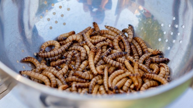 Owady to zdrowa alternatywa, źródło białka, składników mineralnych, cennych tłuszczy, wapna, żelaza i cynku. Mogą zastępować wołowinę czy drób i rzadko przenoszą choroby odzwierzęce na ludzi.