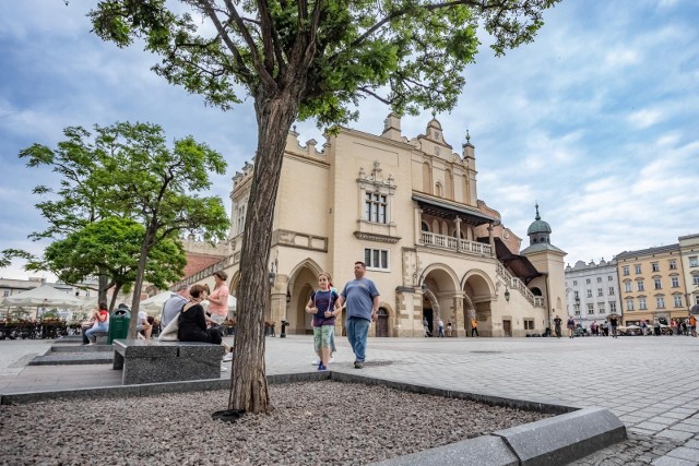 Obecnie drzew na Rynku Głównym jest mniej niż było w przeszłości