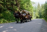 Zakopane. To Sąd Najwyższy zdecyduje, co dalej ze sprawą koni z Morskiego Oka