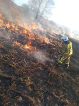 Gorlickie. Spłonęło kilkanaście hektarów nieużytków. Nie pomagają apele, ostrzeżenia, widmo grzywny. Podpalacze nie śpią