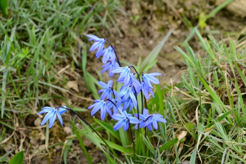 Ogród Botaniczny w Lublinie już otwarty dla mieszkańców