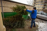 Co zrobić z choinką po świętach? Niekoniecznie musi lądować na śmietniku