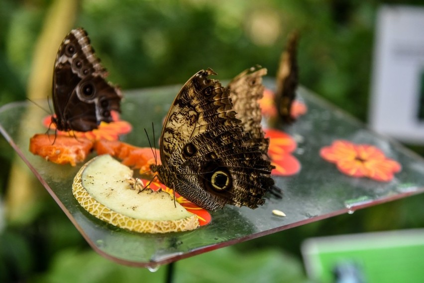 Wystawa motyli w Palmiarni Poznańskiej