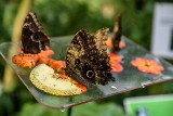 Palmiarnia Poznańska zaprasza na wystawę żywych motyli [ZDJĘCIA]