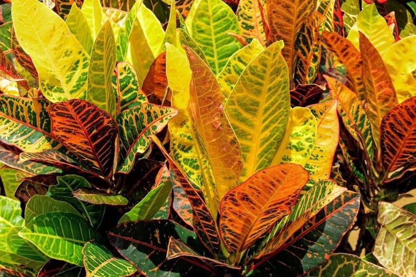 Niezwykle kolorowe liście mają też krotony pstre (ich...