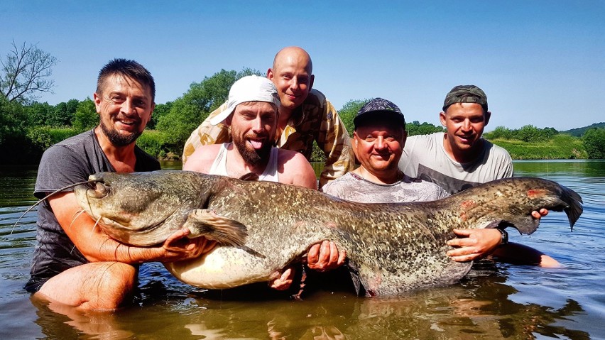 Wodne potwory z Wisły - TOP 15 największych ryb, złowionych przez świętokrzyską ekipę (ZDJĘCIA)