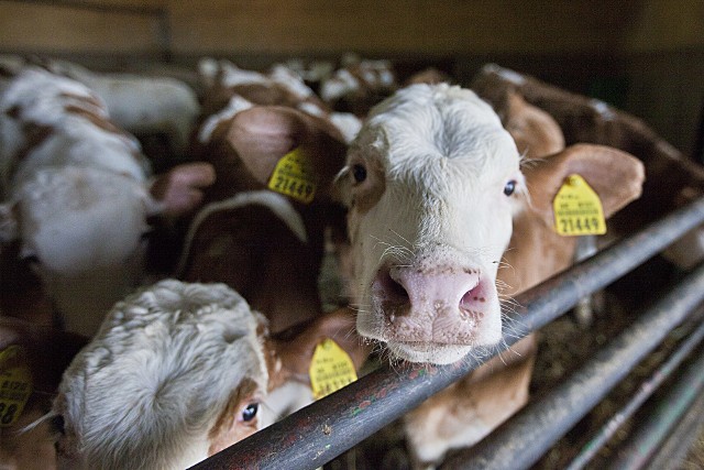 W gospodarstwie w Langowie będzie aż trzy tysiące krów, którym kombinat chce stworzyć optymalne warunki - żeby się lepiej doiły.