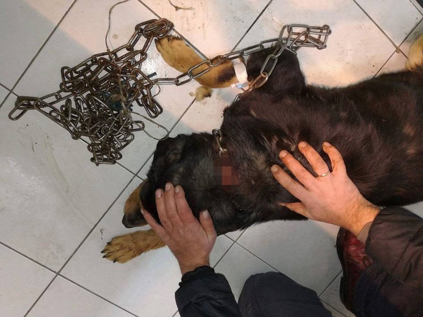 Na zdjęciach: poraniony pies zaraz po odebraniu go z...
