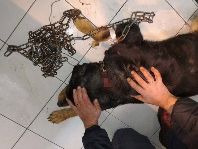 Na zdjęciach: poraniony pies zaraz po odebraniu go z Przeradzi oraz trzy miesiące później z Radosławem Waszkiewiczem ze miasteckiego stowarzyszenia. Pies czeka na adopcję.