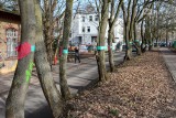 Drzewa na Broniewskiego w Szczecinie zostają. Protesty mieszkańców przyniosły skutek