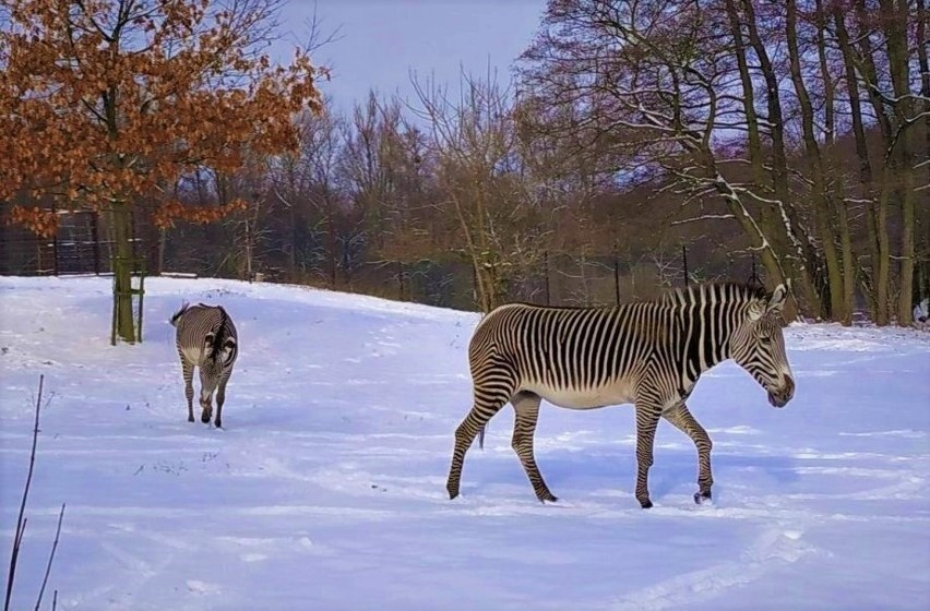 Zoo w Ostravie zachęca Polaków do przyjazdu w trakcie ferii....