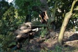Spalił cenne drzewo w Choszcznie. Wpadł po pół roku