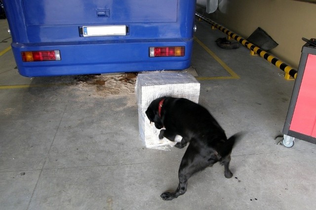 Psy znalazły kontrabandę w misie olejowej