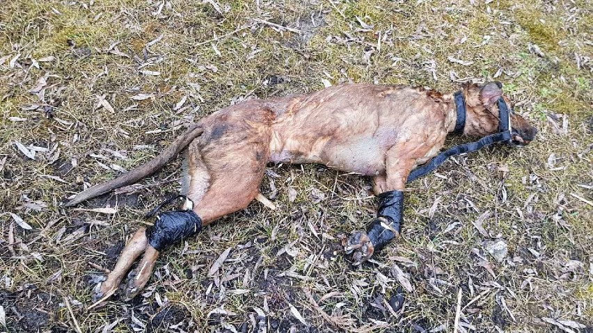 Skrępowane zwłoki psa wyłowiono ze stawu w Świętochłowicach